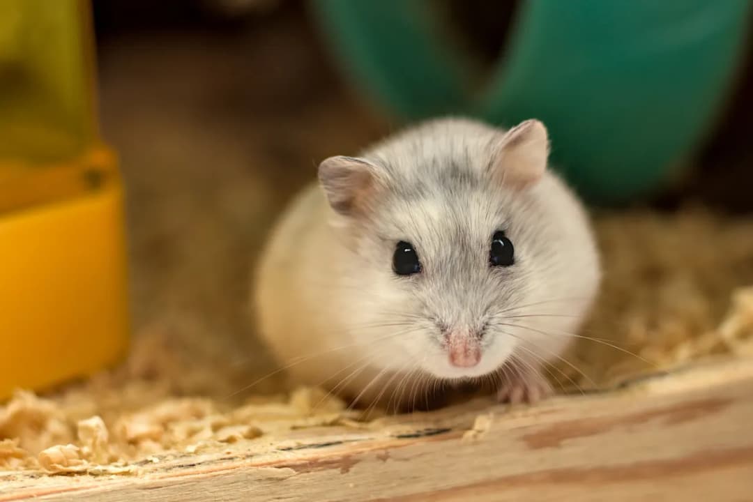 Co hamster? Poznaj chomika - idealne zwierzę domowe!