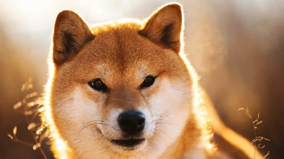 Forum Shiba Inu - aktywna społeczność i najnowsze opinie inwestorów